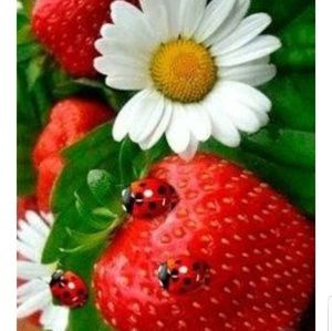 🐞 Too Cute! Not For Sale 🚫